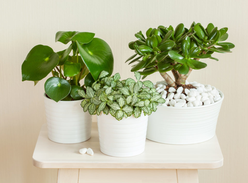 5 Indoor Plants That Can Bring Wealth Into Your Home