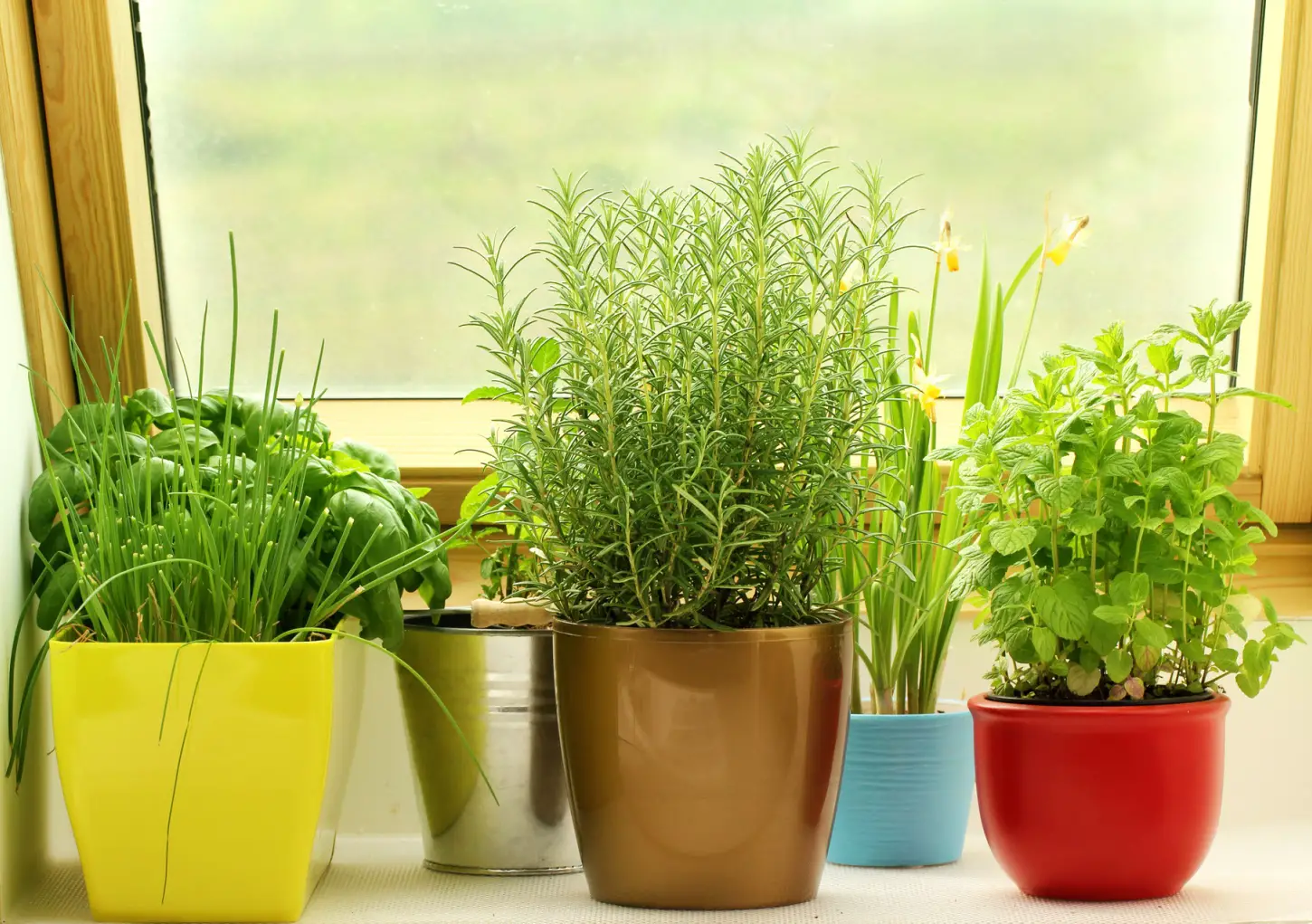 🌱5 Powerful Indoor Plants For Manifestation